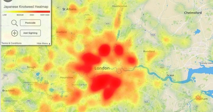 The Japanese knotweed map of Britain: Scourge of invading plant blighting UK is revealed in heatmap showing areas worst hit by infestations