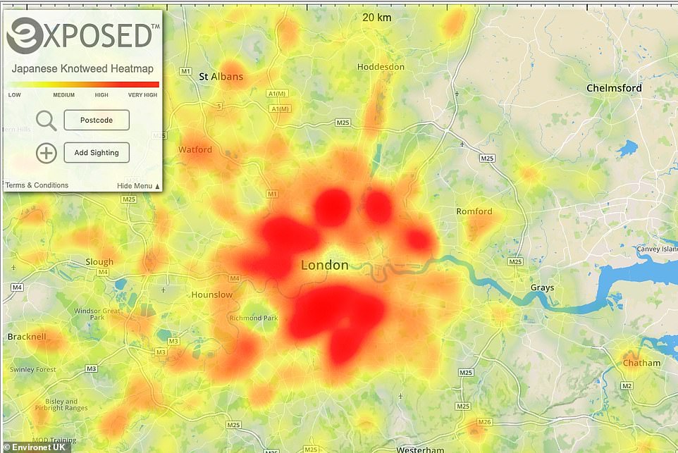 The online map, created by Environet , pinpoints thousands of infestations of the notoriously invasive weed up and down the country (Pictured, reports of the plant in outer London)