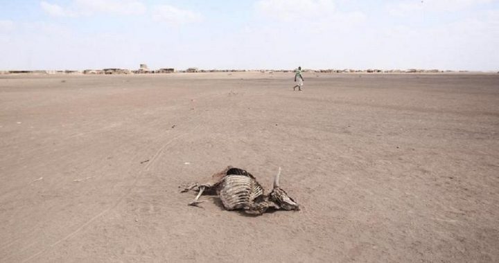 Southern Africa – Over 1,000 animals die in drought-stricken